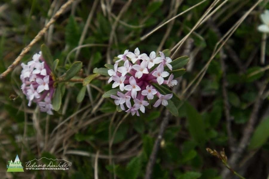 Dafne striata 5