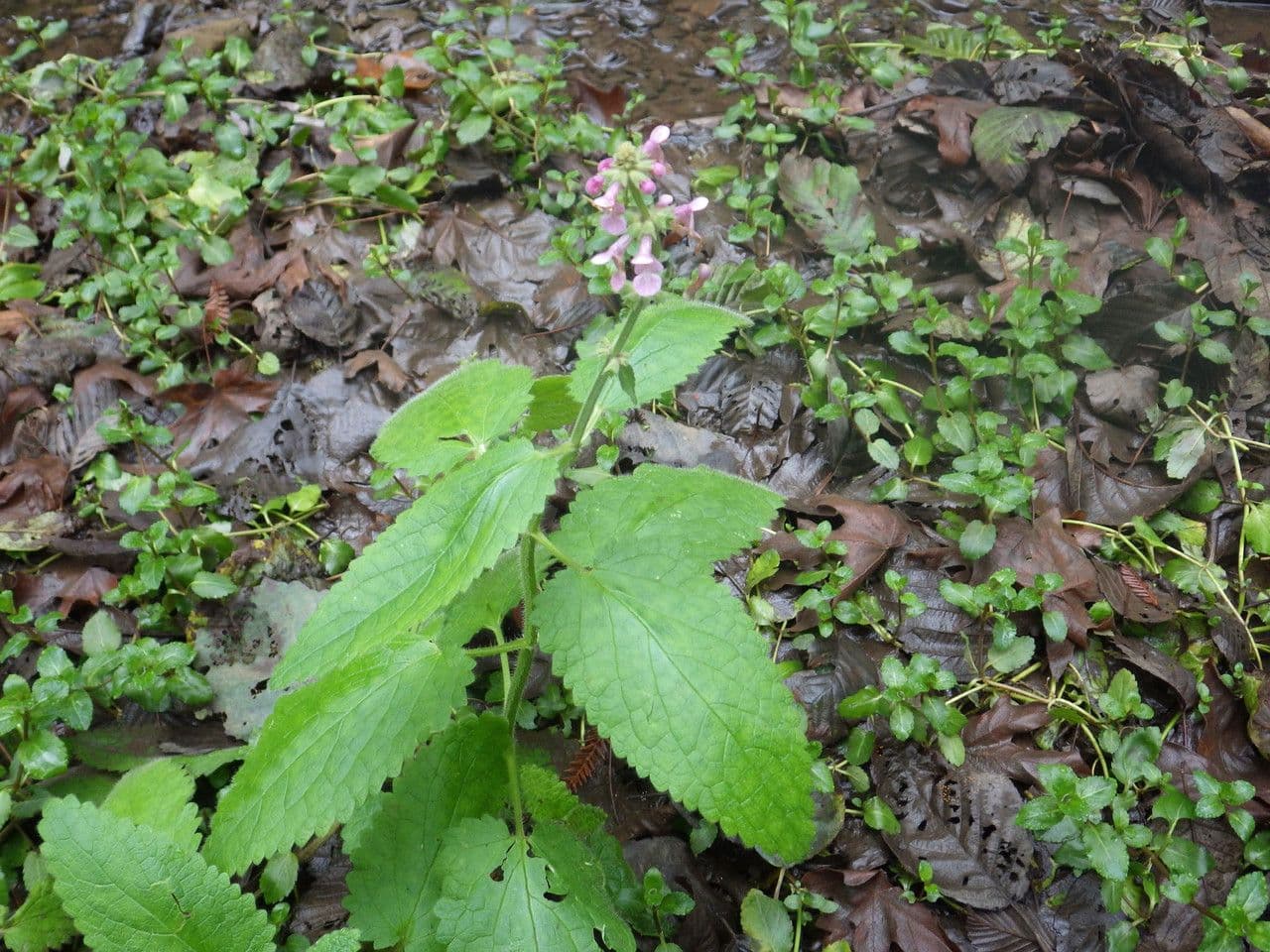 Stachys bullata 11