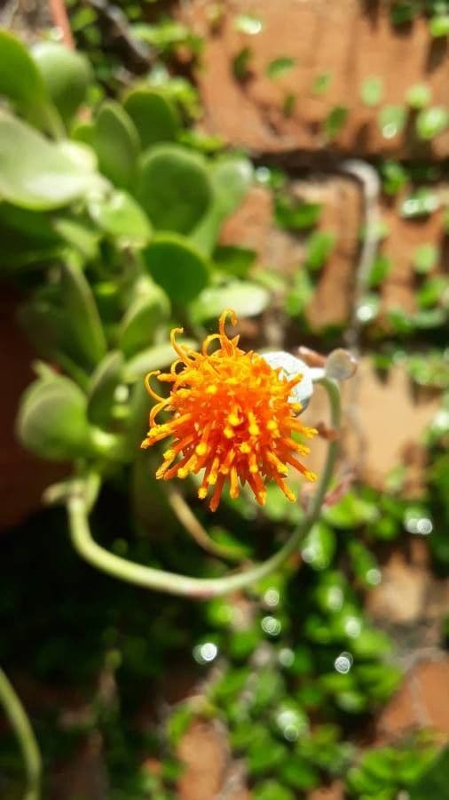 Kleinia 5