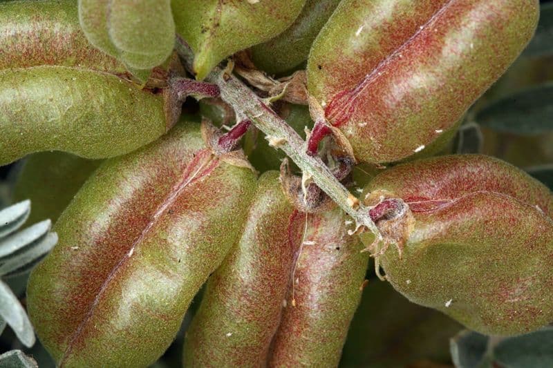 Astragalo 2