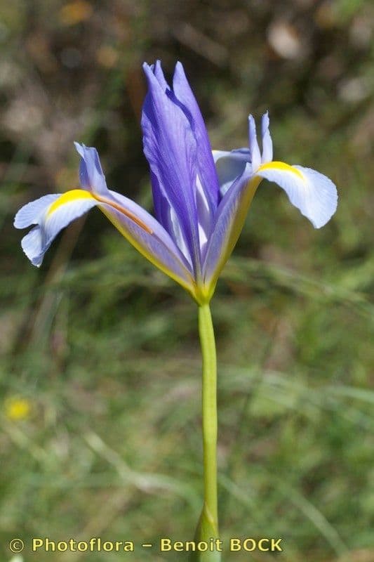 Iris xiphium 28