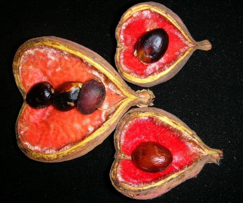 Sterculia 18