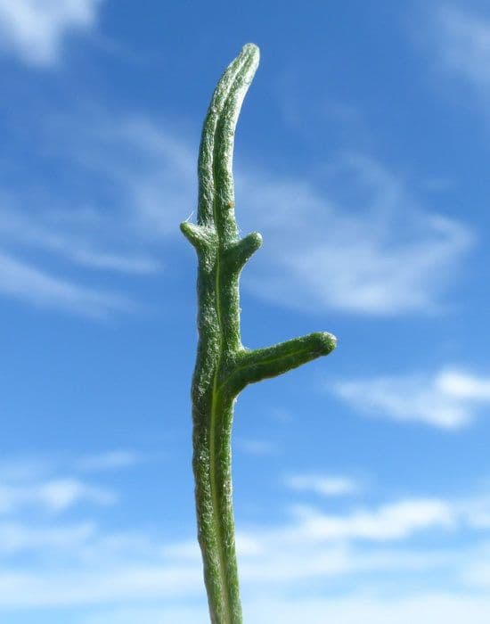 Eriophyllum 18