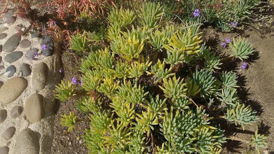 Dudleya verde