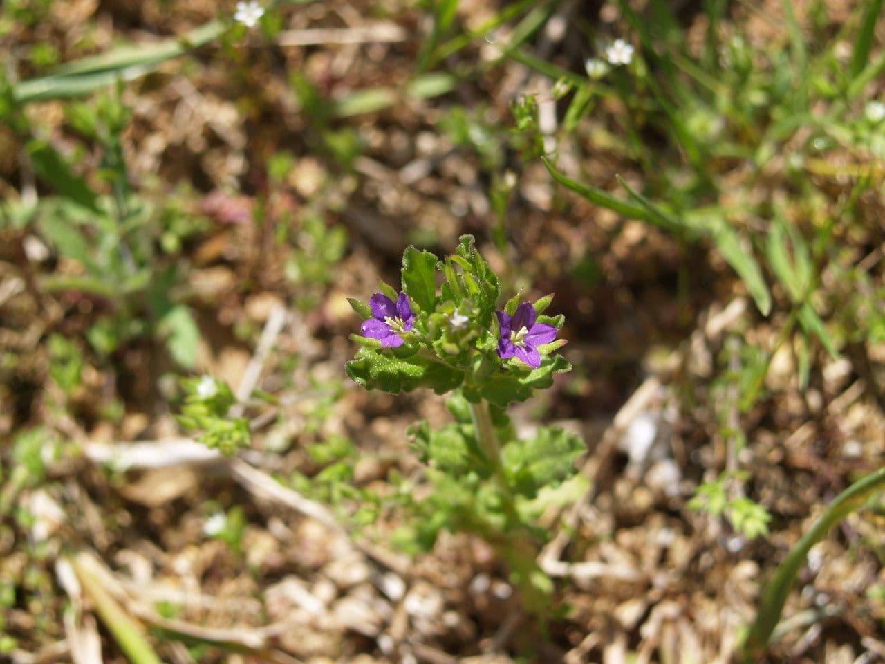 Legousia hybrida 10