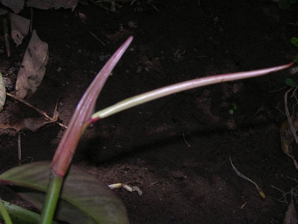 Philodendron 2