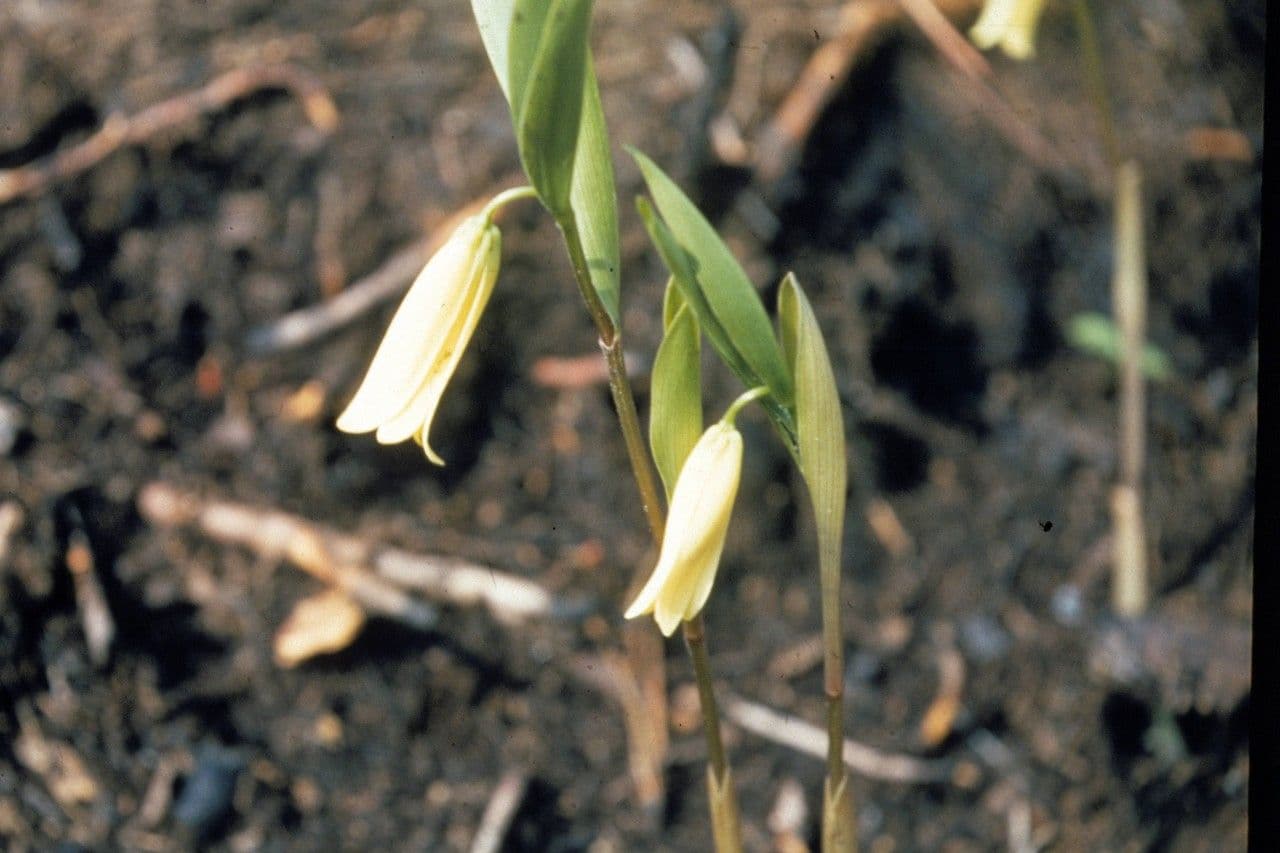 Uvularia puberula 3