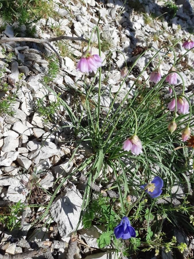 Aglio narciso 15