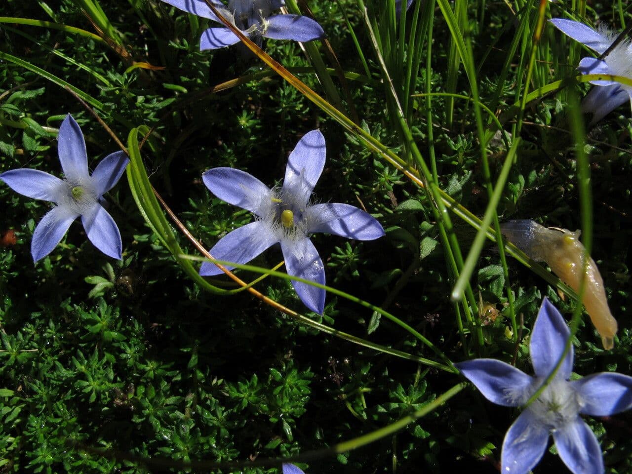 Cyananthus 4