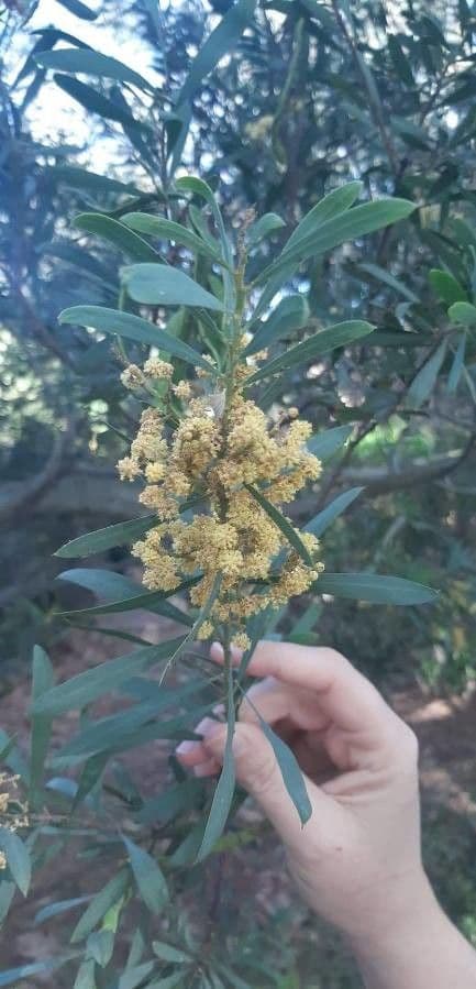 Acacia 3