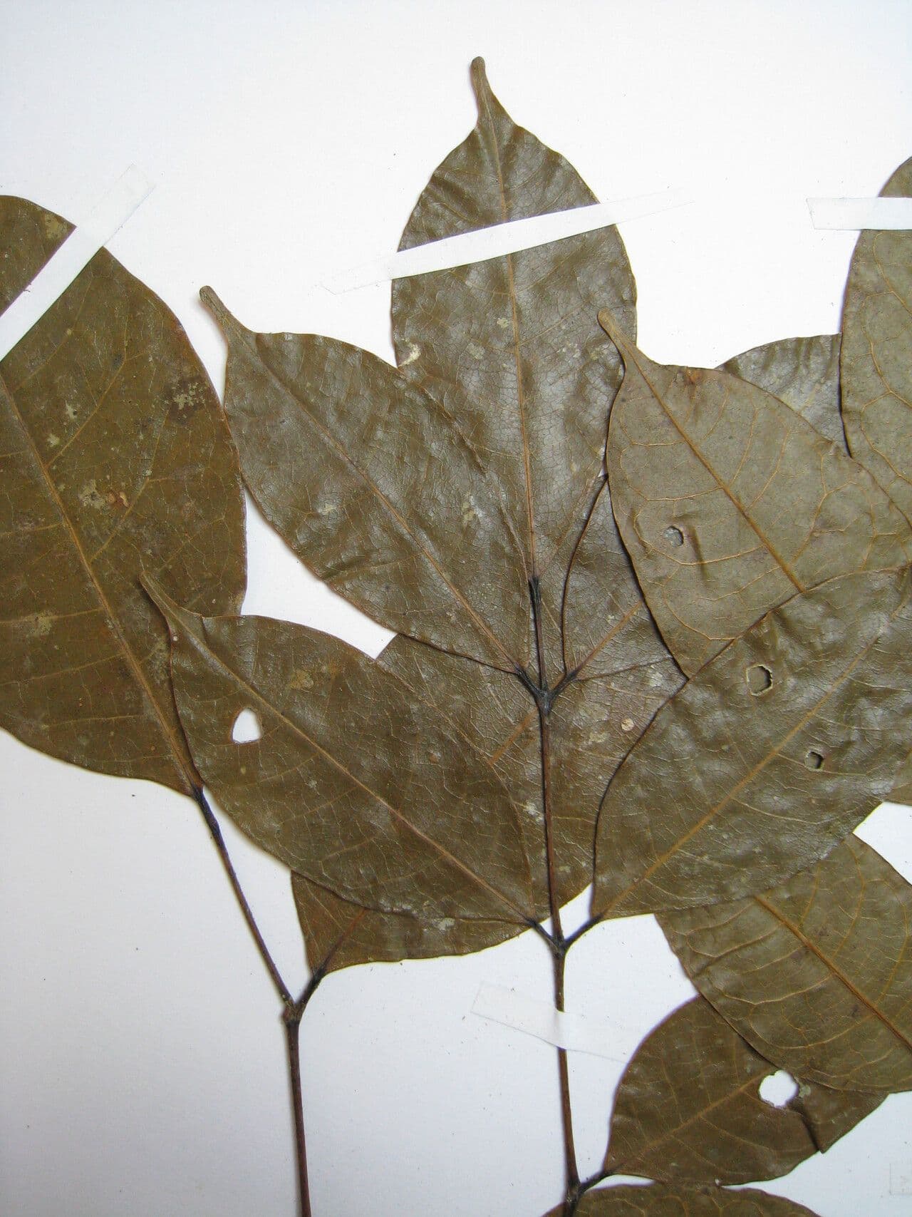 Protium divaricatum 4