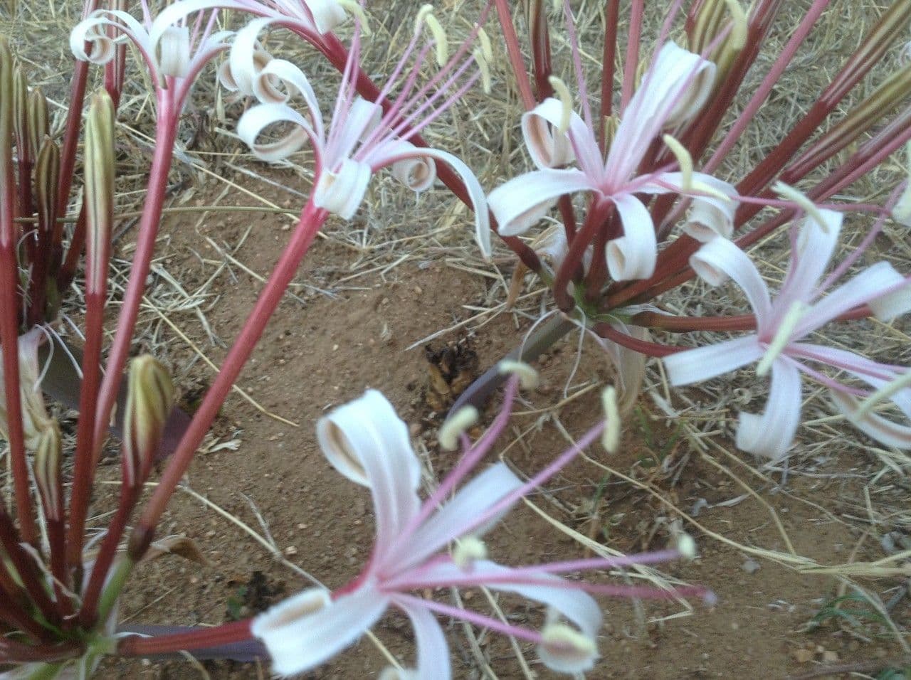 Ammocharis 18