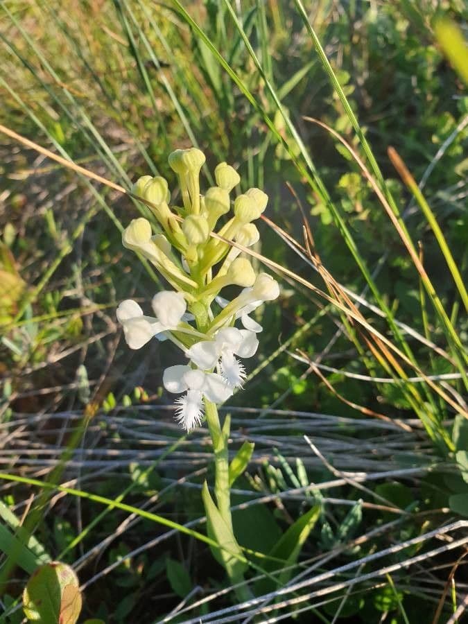 Platanthère 2