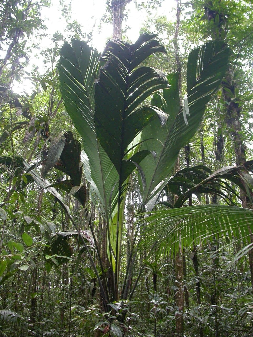 Manicaria saccifera 5