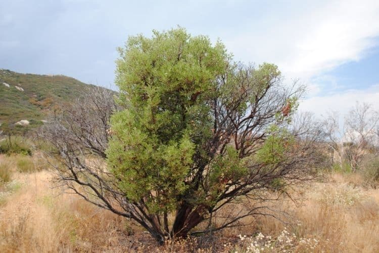 Arbutus