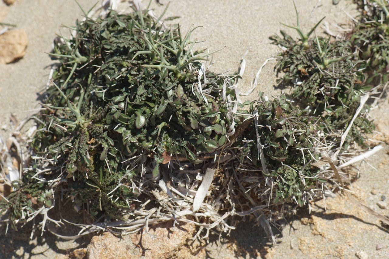 Cicoria spinosa 8