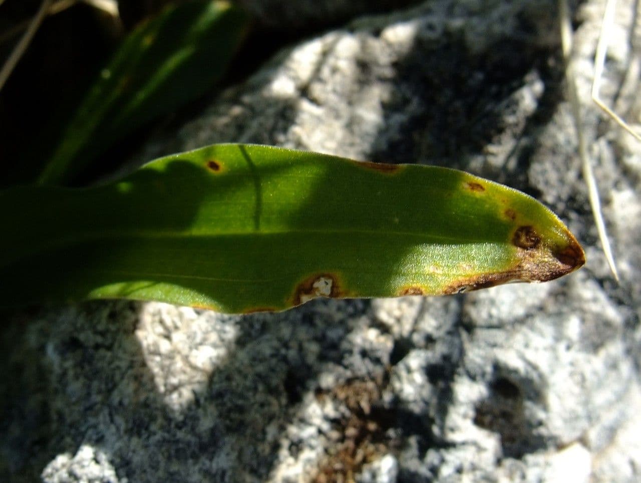 Orchide a quattro macchie 14