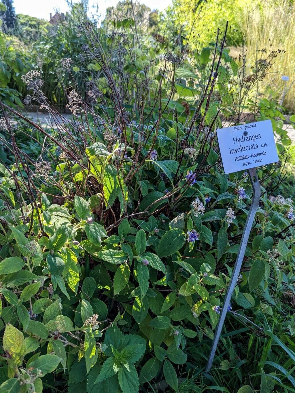 Hortenzie obalná 6