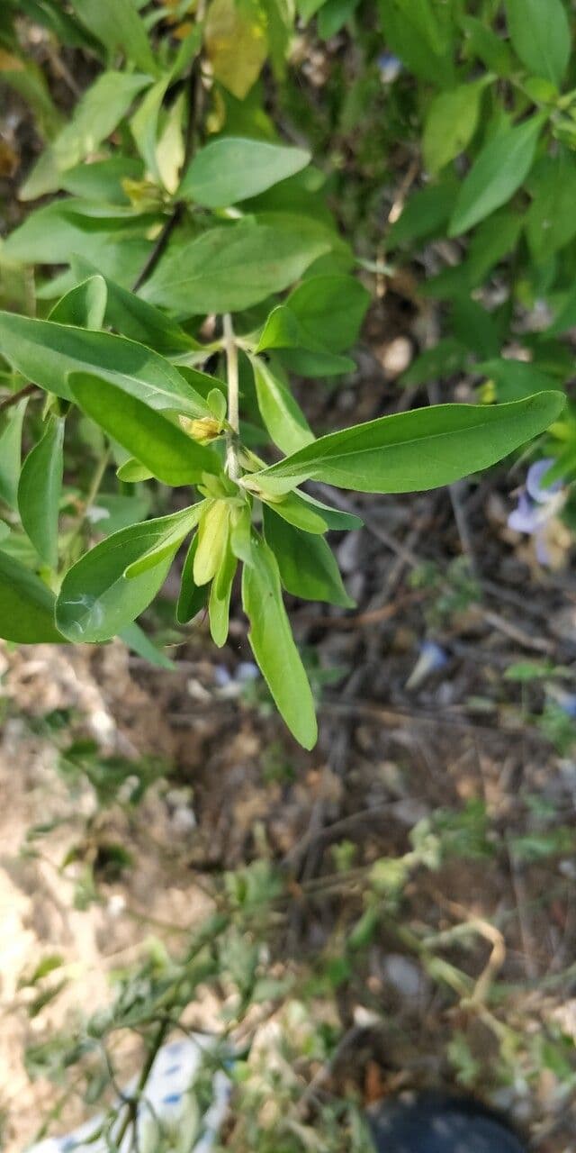 Barleria 14