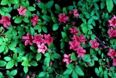 Rhododendron 3