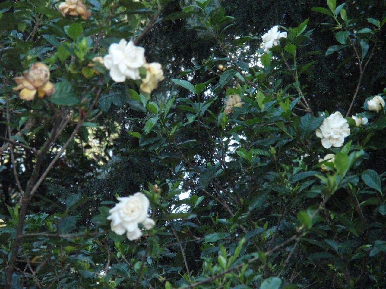 Gardenia 11