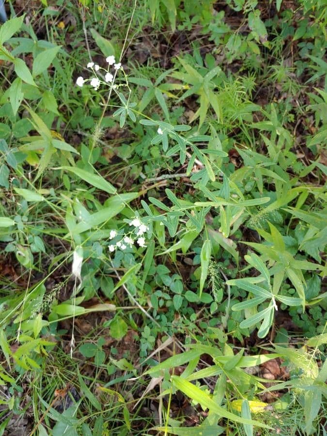 Euforbia corolla 9