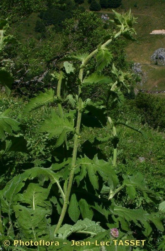 Cardo carnico 13