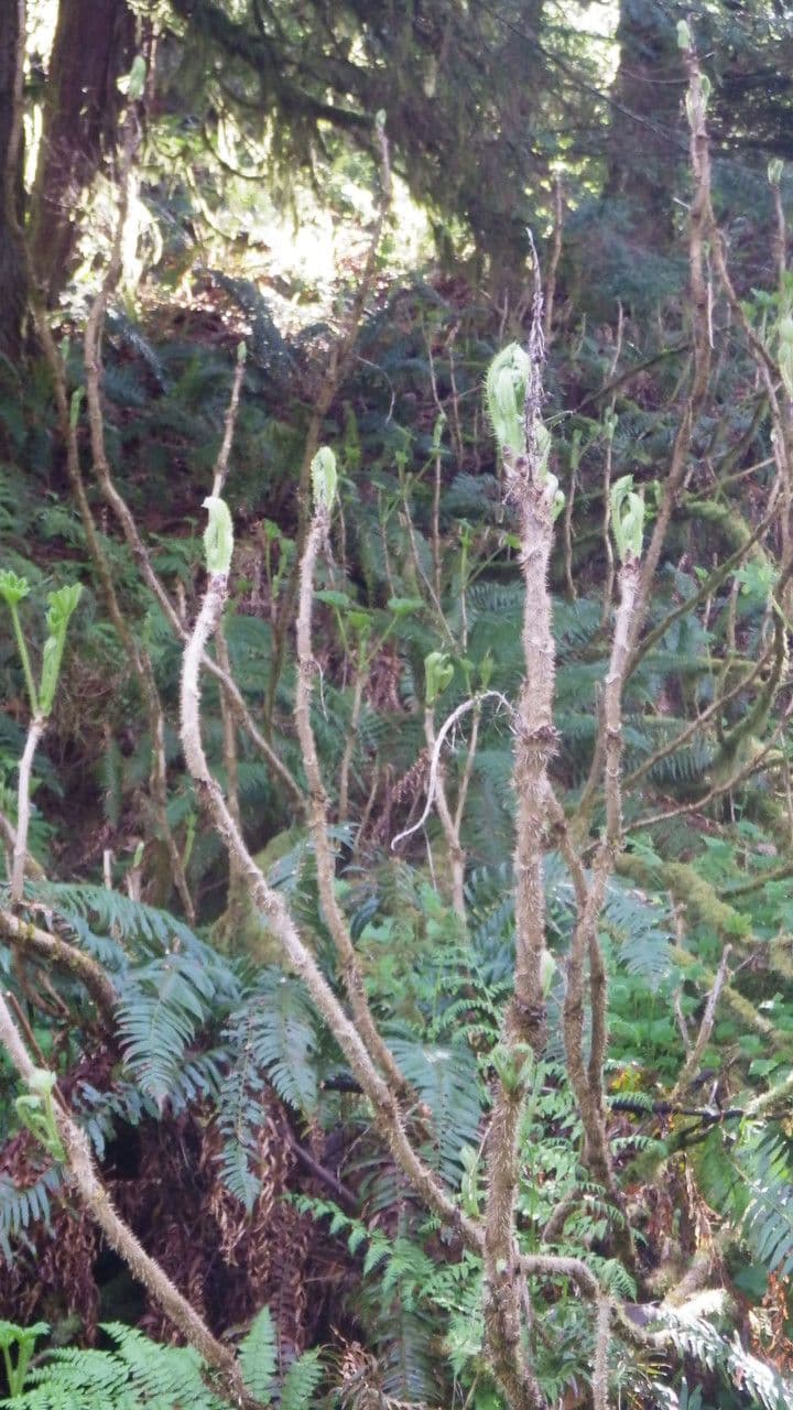 Oplopanax horridus 15