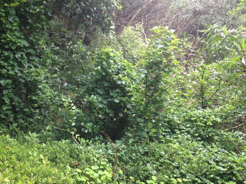 Dipogon lignosus 9