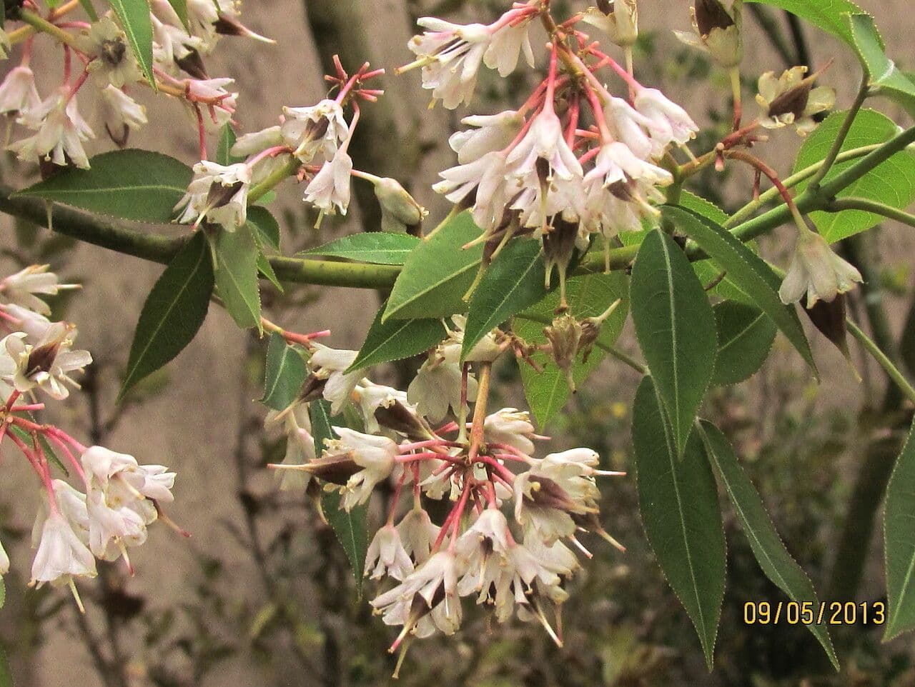 Staphylea cinese 2