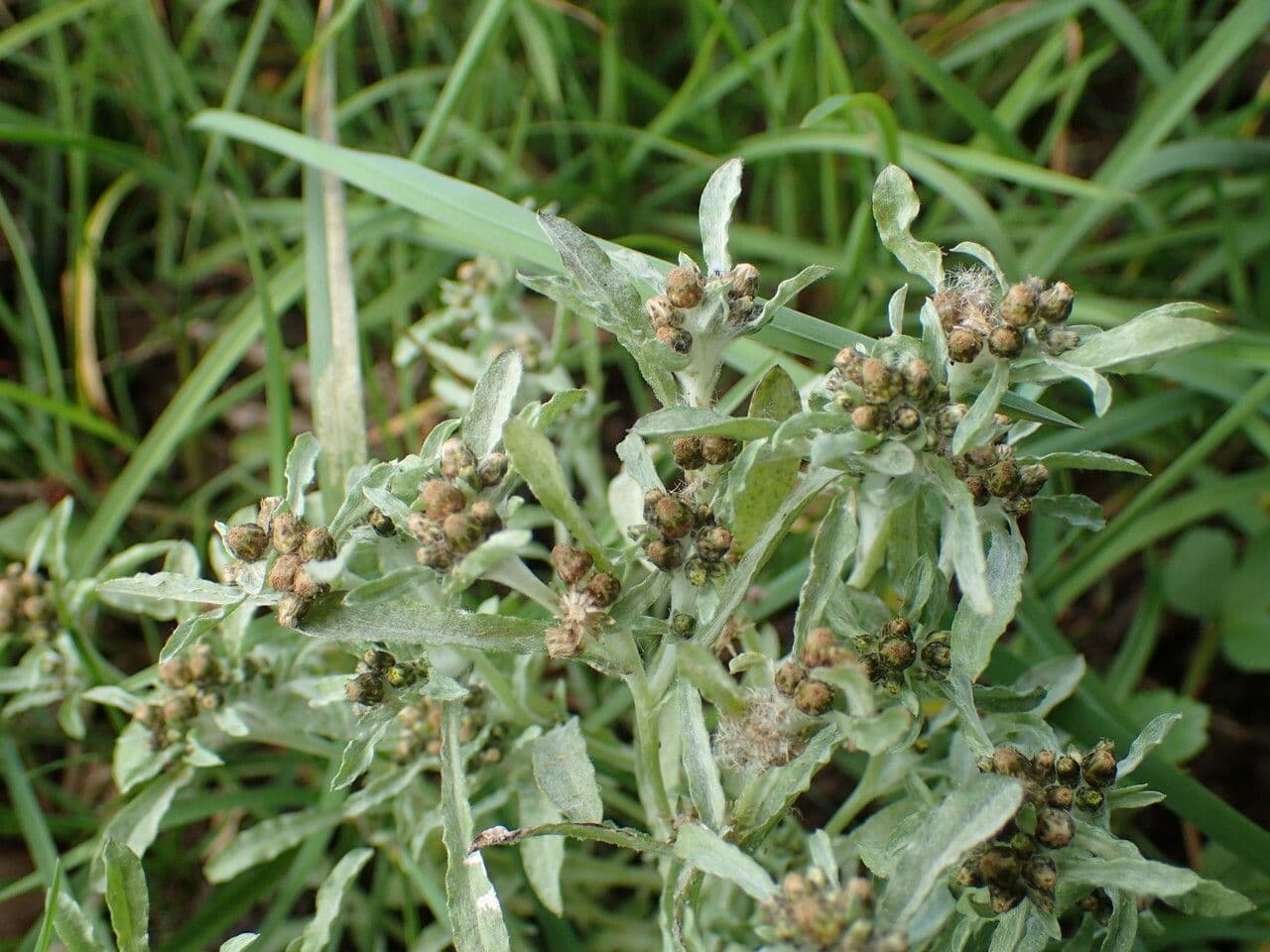 Gnaphalium 30