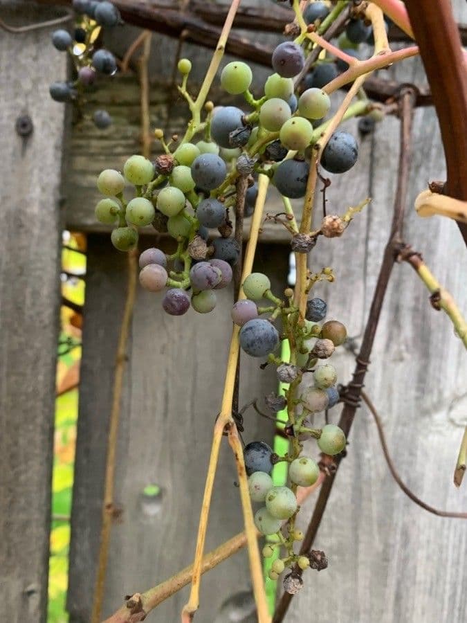 Fuchs-Weinrebe 4