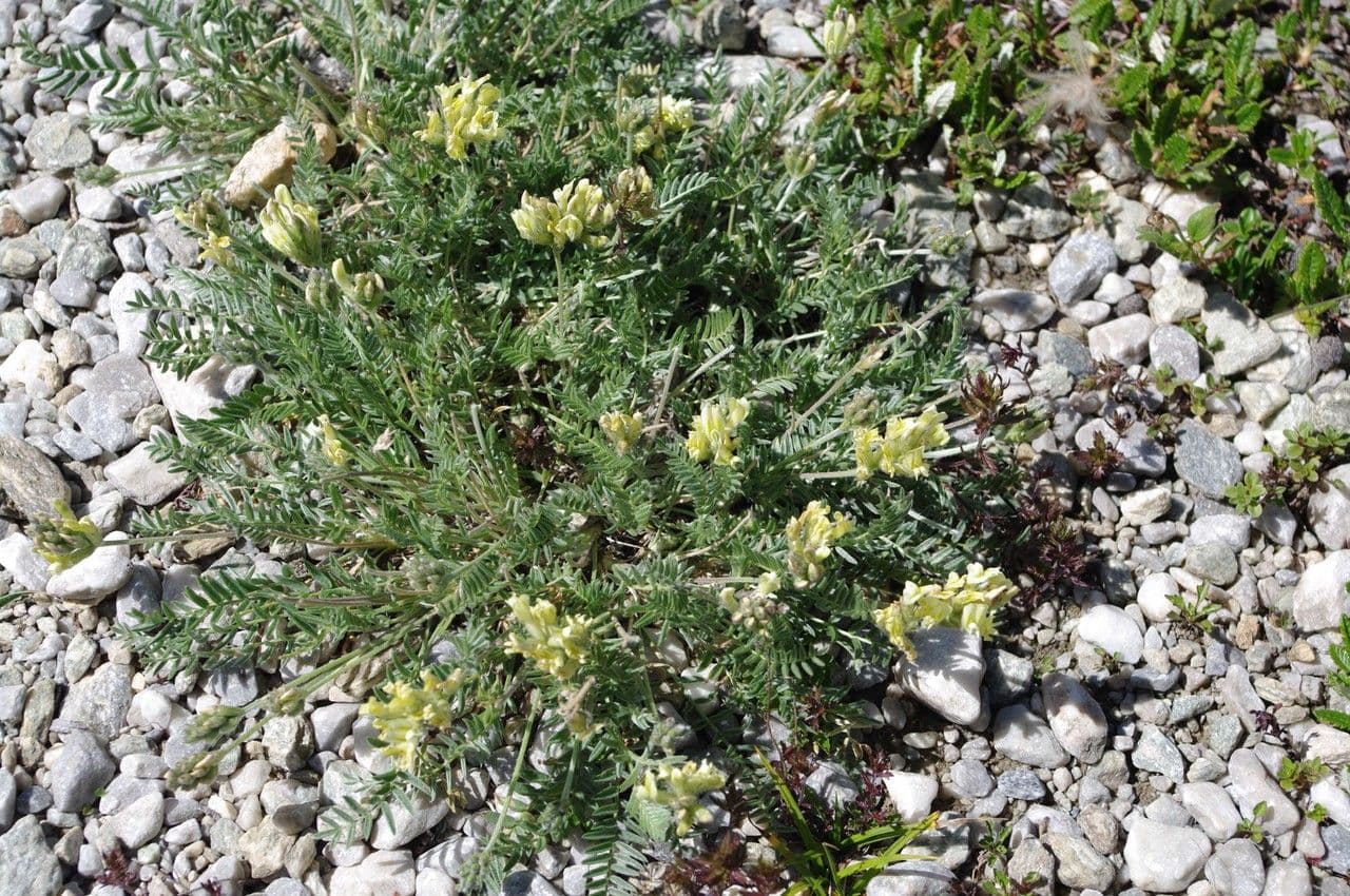 Oxytropis fetida 12