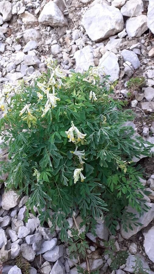 Corydalis blanca 13