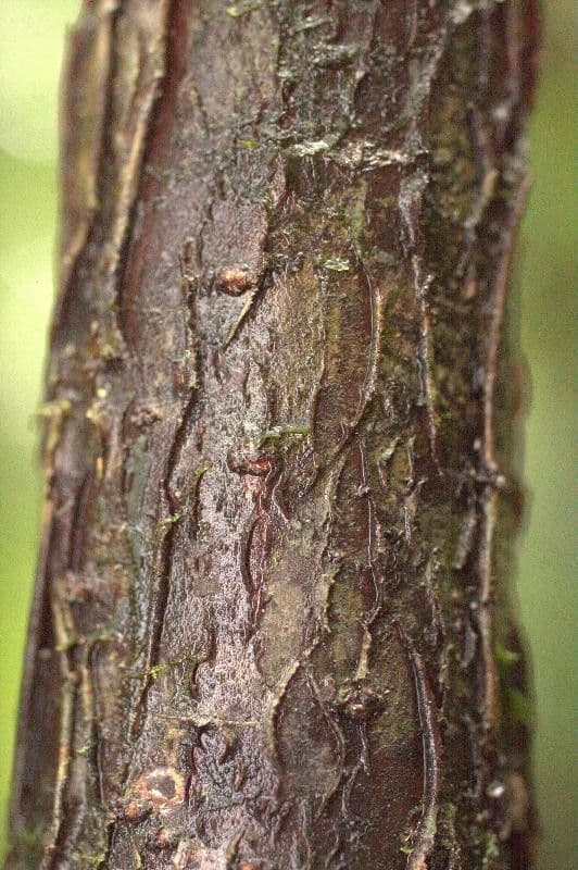 Hymenolobium 7