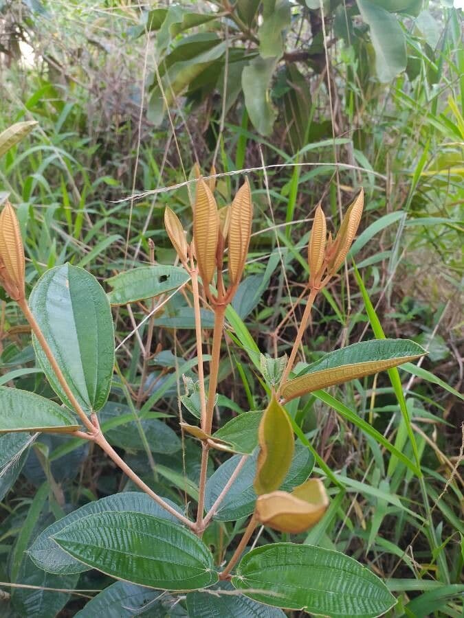 Miconia punteggiata 12