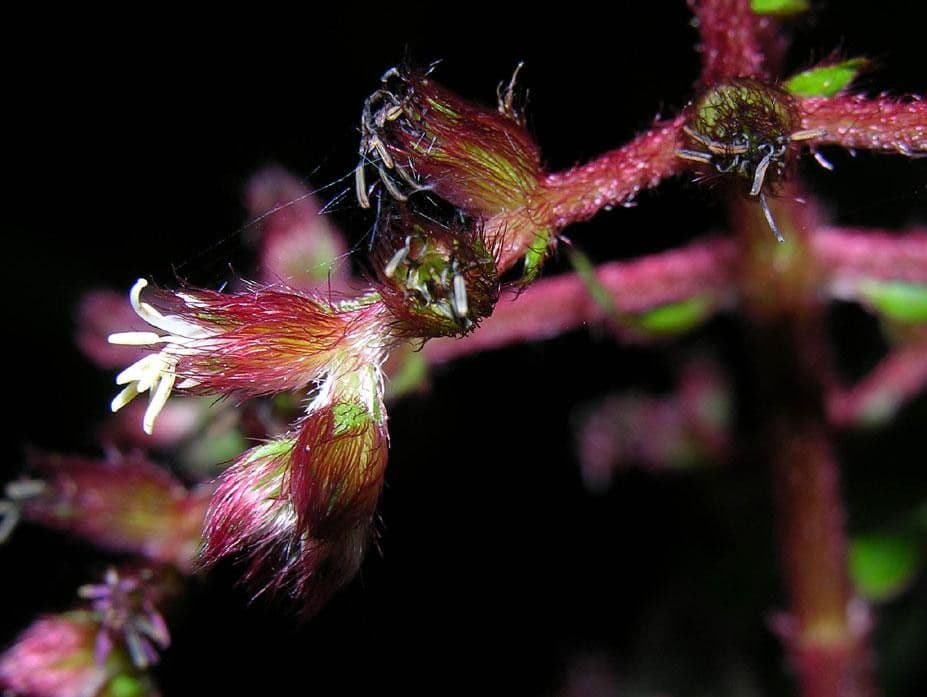 Miconia 7