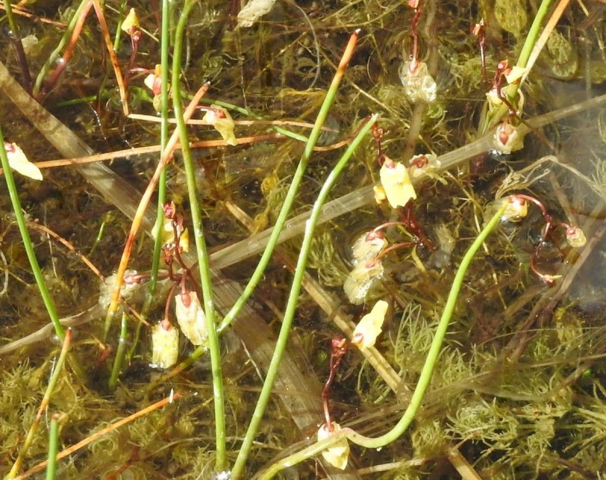 Erba-vescica minore 13