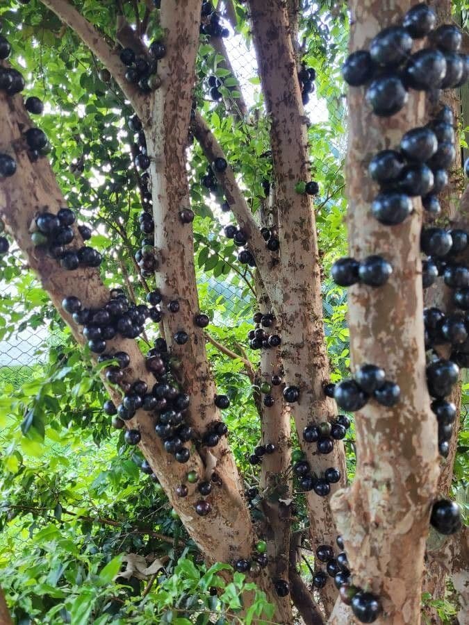 Jabuticaba