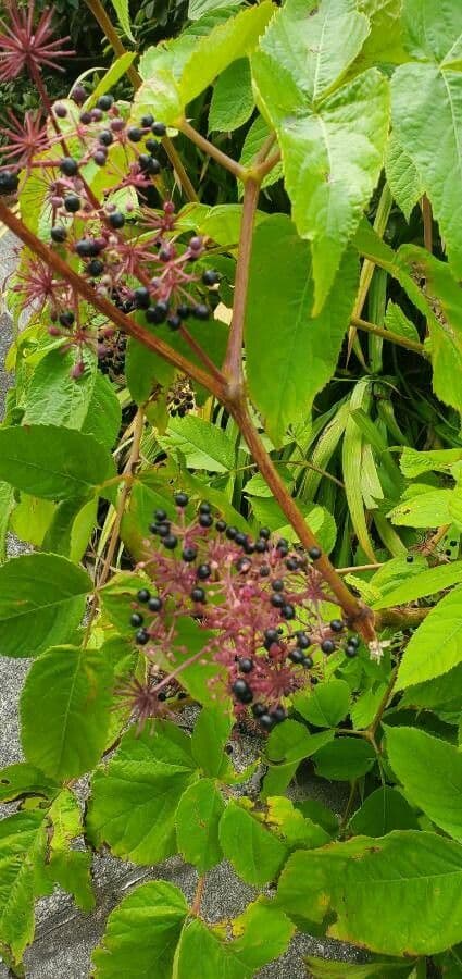 Araria racemosa 4