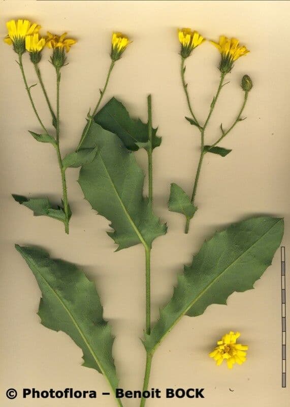 Lachenals Habichtskraut 27