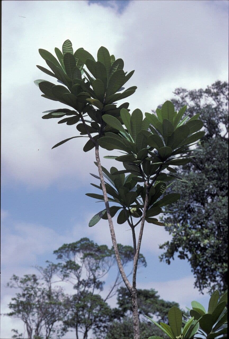 Himatanthus 5