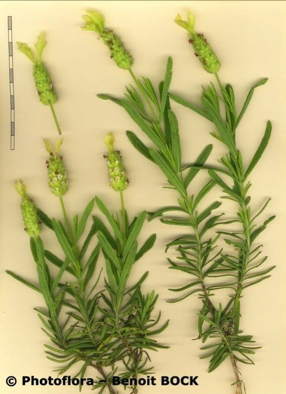 Lavanda verde 20