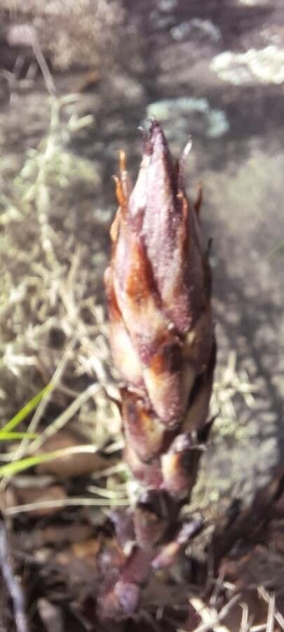 Orobanche a squame larghe 14