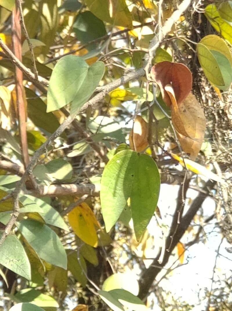 Bauhinia