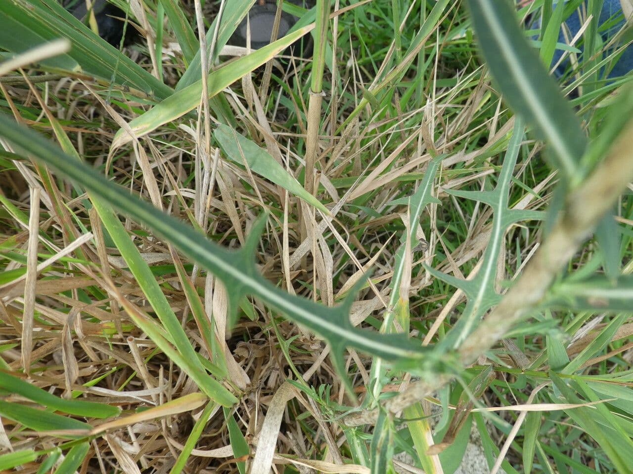 Lactuca saligna 20
