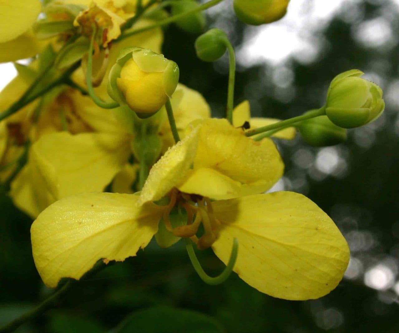 Cassia