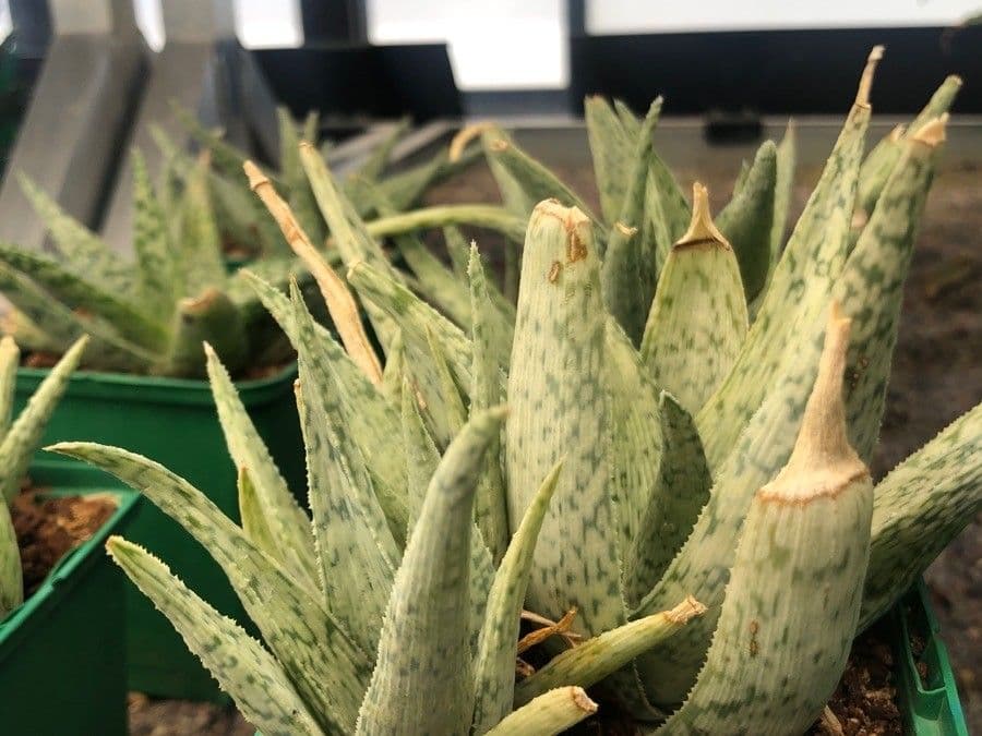 Aloe rauhii 5