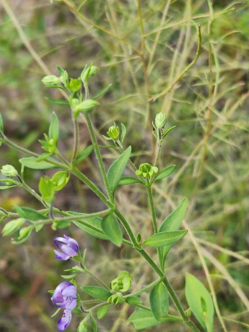 Trichostema Dichotomum 14