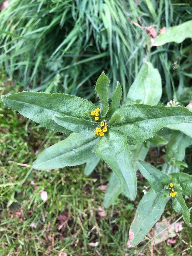 Amsinckia di Menzies